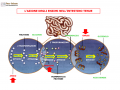 02.-L’AZIONE-DEGLI-ENZIMI-NELL’INTESTINO-TENUE
