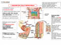 03.-I-VILLI-INTESTINALI