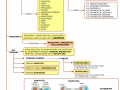 01.-SISTEMA-ENDOCRINO