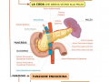 04.-IL-PANCREAS