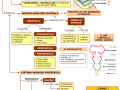 02.-SISTEMA-NERVOSO