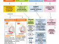 02.-IL-PROCESSO-RESPIRATORIO