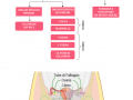 03.-APPARATO-RIPRODUTTORE-FEMMINILE