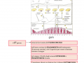 11.-IL-CICLO-MESTRUALE-2