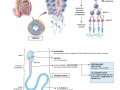 14.-LA-MEIOSI-SPERMATOGENESI