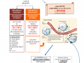 01.-IL-SISTEMA-ENDOCRINO