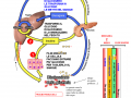 03.-IL-PANCREAS