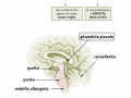06.-L’EPIFISI-O-GHIANDOLA-PINEALE