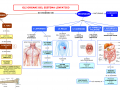 GLI-ORGANI-DEL-SISTEMA-LINFATICO