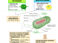 01.-I-BATTERI