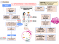 01.-LA-RIPRODUZIONE-E-CICLO-FEMMINILE