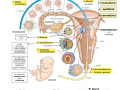 02.-SVILUPPO-EMBRIONALE