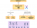 10.-LE-MALATTIE-AD-ABERRAZIONE-CROMOSOMICA