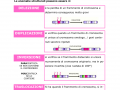 11.-MALATTIE-DA-ABERRAZIONE-CROMOSOMICA