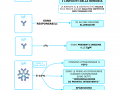 04.-CLASSIFICAZIONE-DEGLI-ANTICORPI
