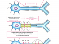 03.-TESSUTO-NERVOSO-IL-POTENZIALE-DI-AZIONE