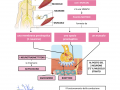 04.-TESSUTO-NERVOSO-LA-SINAPSI-CON-I-MUSCOLI