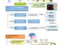 05.-IL-SISTEMA-NERVOSO