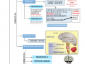 06.-IL-SISTEMA-NERVOSO-CENTRALE