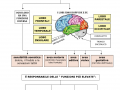 07.-CORTECCIA-CEREBRALE