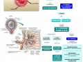 05.-IL-CORION-E-LA-PLACENTA