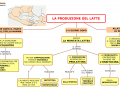 08.-PRODUZIONE-DEL-LATTE