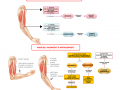 05.-ORIGINE-E-INSERZIONE-DEL-MUSCOLO-I-MUSCOLI-AGONISTI-E-ANTAGONISTI