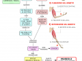 06.-I-muscoli-antagonisti