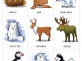 Arctic-Animals