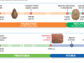 linea-tempo-preistoria