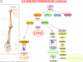 08-lo-scheletro-appendicolare-la-spalla