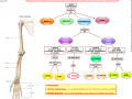 10-lo-scheletro-appendicolare-l-avambraccio