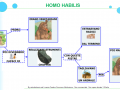 03-homo-habilis