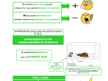 09.-L’APPRENDIMENTO-PER-CONDIZIONAMENTO-OPERANTE