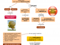 01.-LA-NEUROPSICOLOGIA-DELLINVECCHIAMENTO