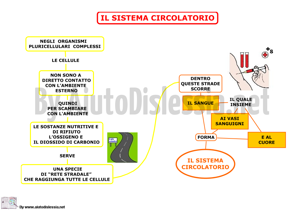 01.-IL-SISTEMA-CIRCOLATORIO