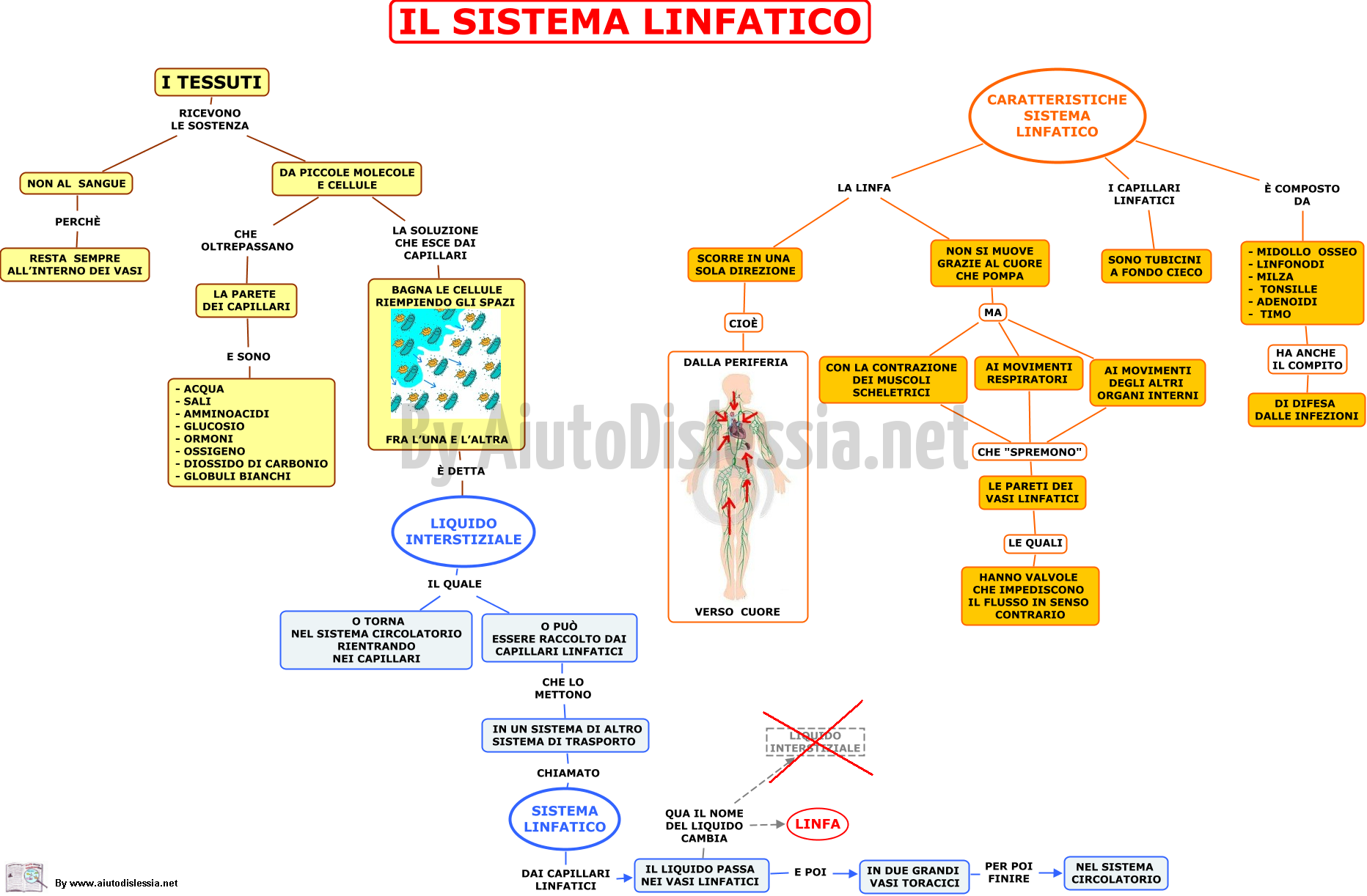 15.-IL-SISTEMA-LINFATICO