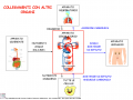 06.-Collegamenti-con-altri-organi