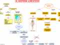 15.-IL-SISTEMA-LINFATICO