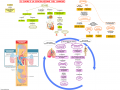 16.-IL-CUORE-E-LA-CIRCOLAZIONE-DEL-SANGUE