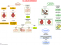 17.-IL-CICLO-CARDIACO