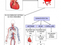 02-organi-principali