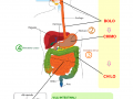 apparato-digerente