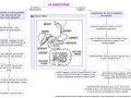 mappa-digestione-meccanica-e-chimica