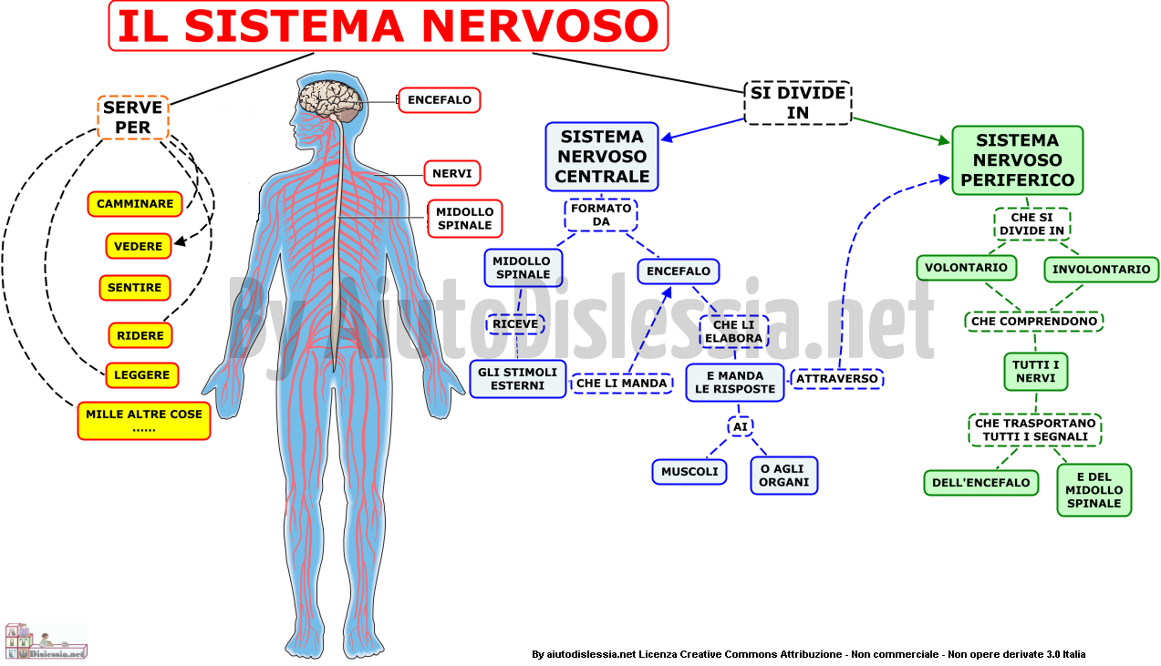 il-sistema-nervoso