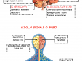 il-cervello-il-cervelletto-midollo-spinale-o-bulbo