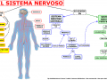 il-sistema-nervoso