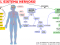 01-il-sistema-nervoso