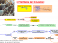 03-struttura-dei-neuroni