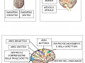 05-le-parti-del-cervello